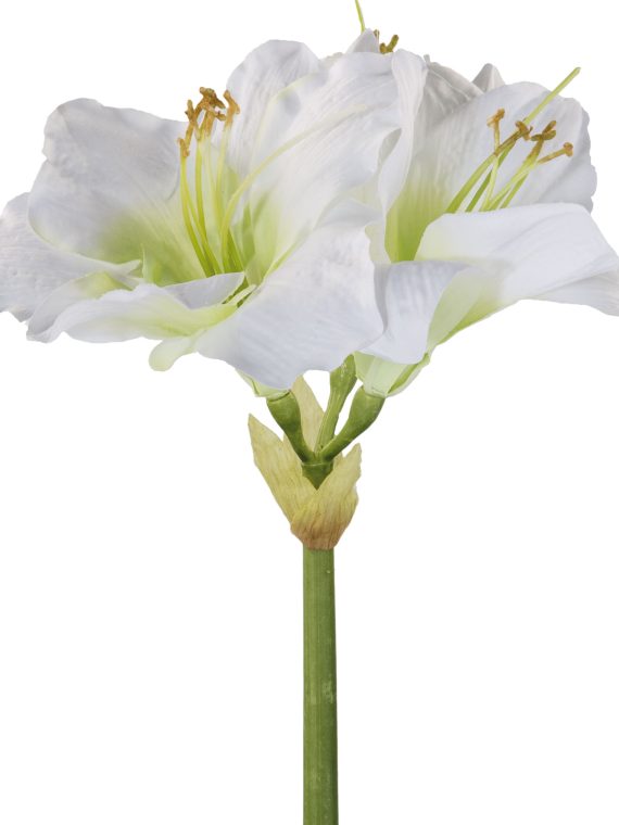 Amaryllis