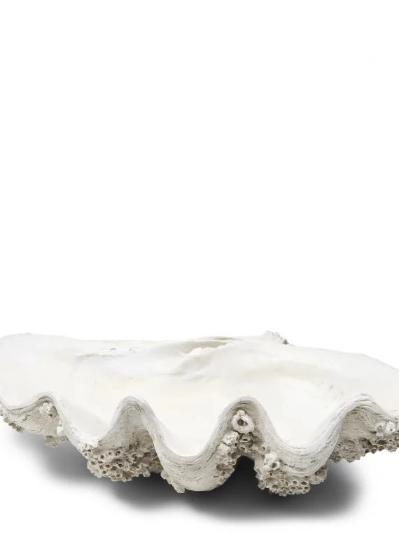Shell Oceanis Decoration XL