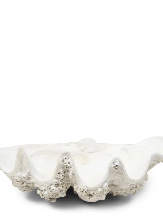 Shell Oceanis Decoration M